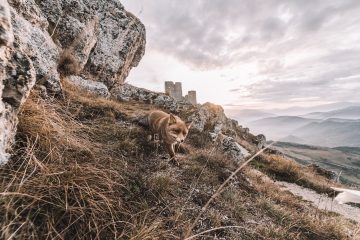 découvrez l'art de la photographie de voyage, des conseils pour capturer des paysages époustouflants, des portraits fascinants et des moments inoubliables lors de vos aventures à travers le monde.