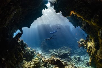 découvrez l'importance de la biodiversité, son rôle crucial dans l'écosystème et les actions nécessaires pour la préserver. apprenez comment la variété des espèces contribue à notre bien-être et à l'équilibre de la planète.