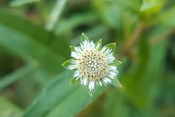 découvrez les bienfaits de la phytothérapie, une approche naturelle pour améliorer votre santé et bien-être. explorez les plantes médicinales, leurs propriétés et comment les intégrer dans votre vie quotidienne pour un équilibre optimal.